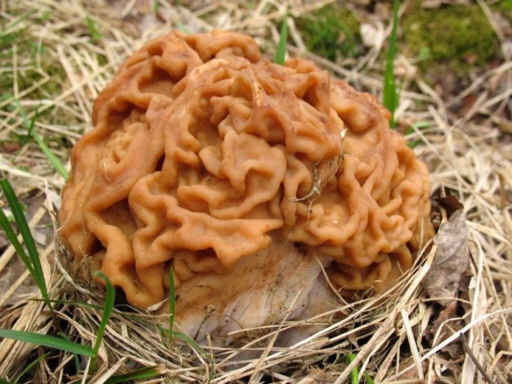 Чеховцев приглашают за первыми грибами в Панино и Сандарово