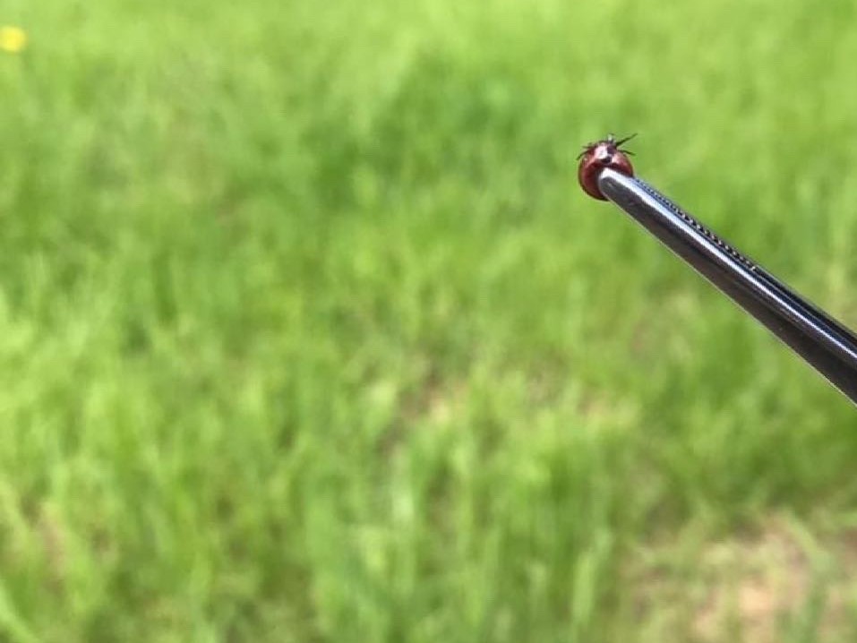 В Бронницах начинается обработка парков и скверов от клещей