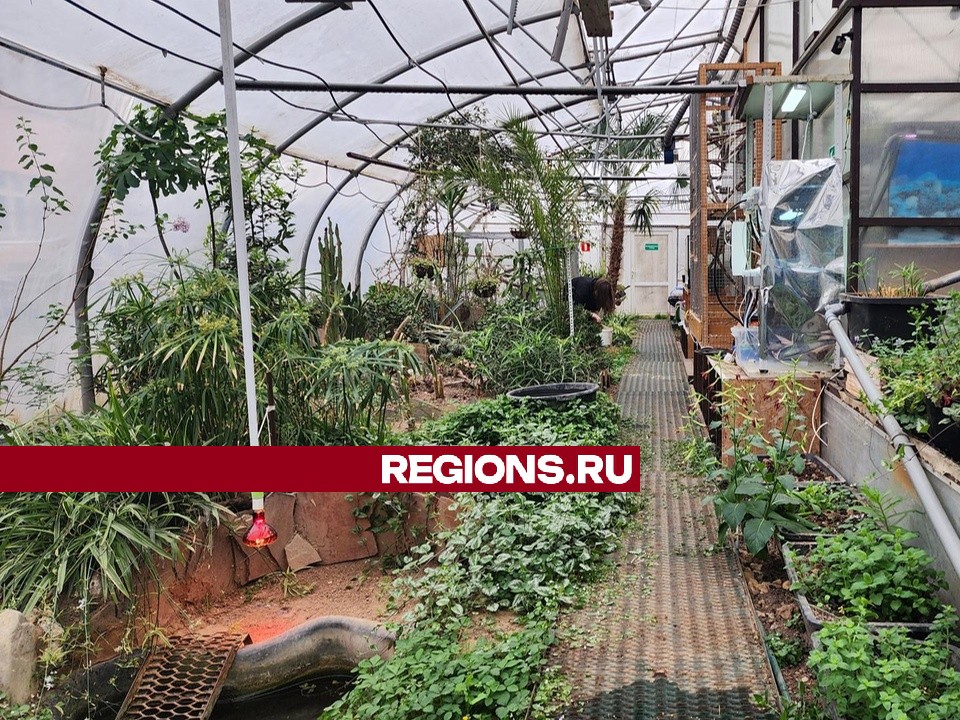 Подольские школьники удаленно ухаживают за растениями в оранжерее