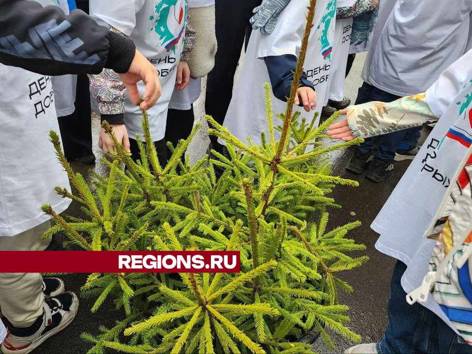 Высаживали ели и плели масксети: как прошел «День добрых дел» в Люберцах