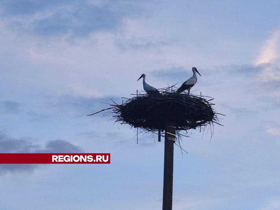 Аисты-станут фирменным знаком семьи фермеров из Волоколамска