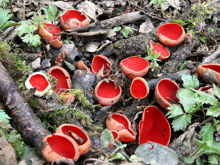 Первые весенние грибы собирают в Волоколамске целыми корзинками