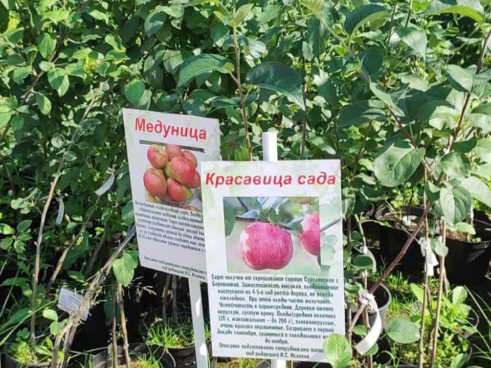 В Ивантеевке завершили весеннюю обрезку деревьев «золотой коллекции» уникального яблоневого сада