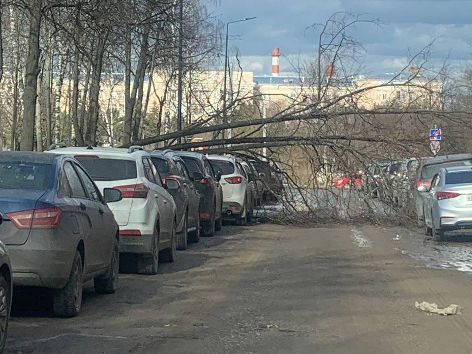 Во Фрязине ураганный ветер валит деревья на автомобили