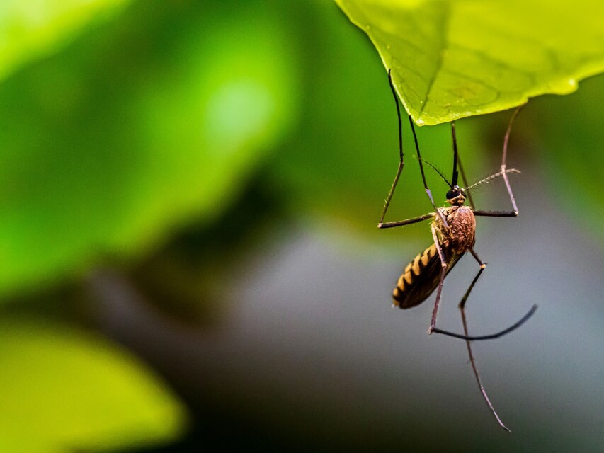 Новые вирусы, найденные в комарах и клещах, не угрожают жителям Подмосковья