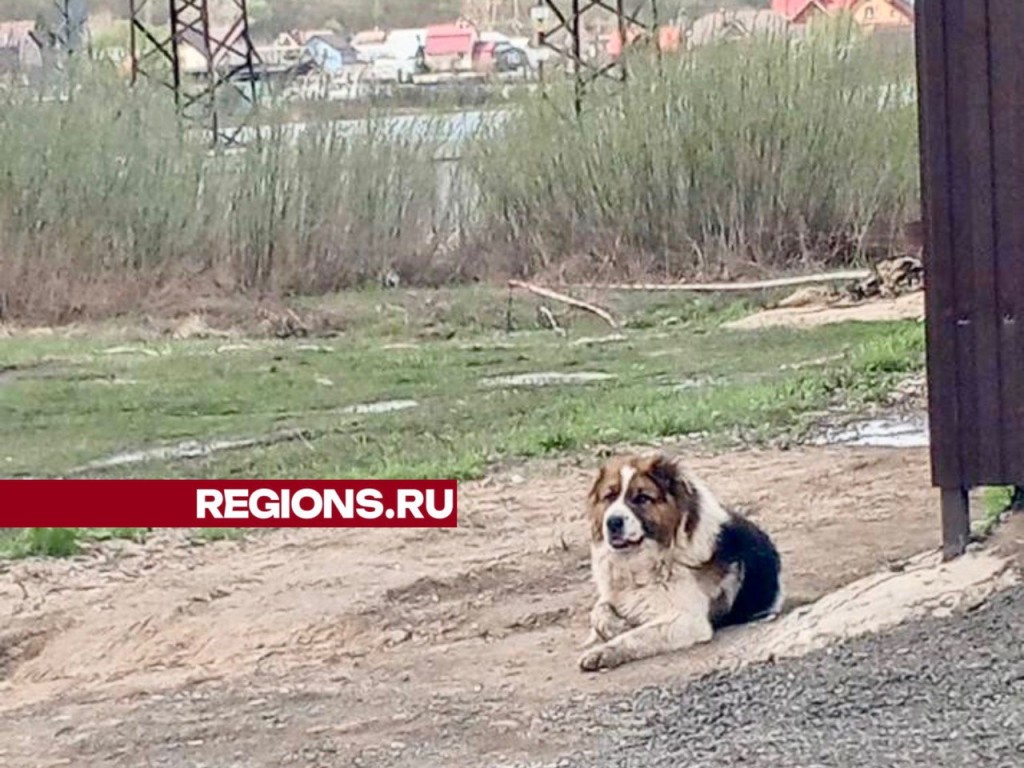 Очевидцев опрашивают: в ситуации с нападением алабаев на жительницу Балашихи разбирается полиция