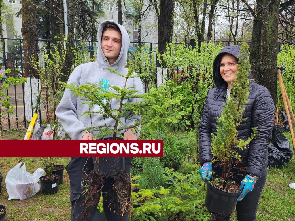 Школьники Истры посадили березы, ели и сирень в рамках «Дня добрых дел»