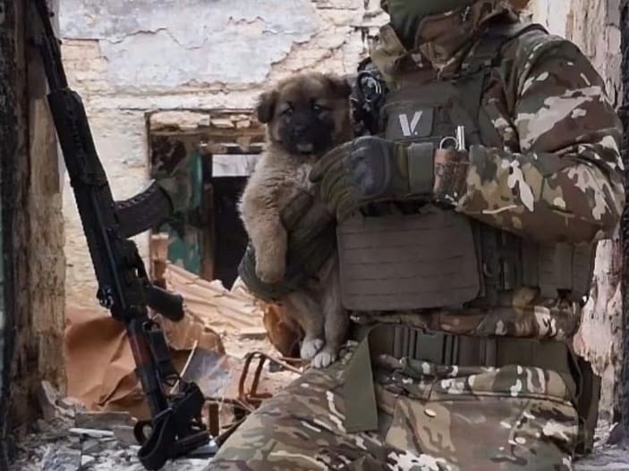 Ветеринары Истры борются за жизнь щенка Вояки, которого вывезли из зоны СВО