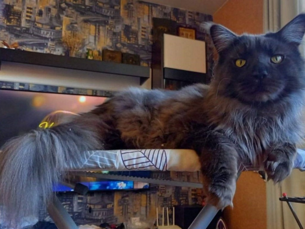 В Балашихе разыскивают 10-килограммового кота породы мейн-кун