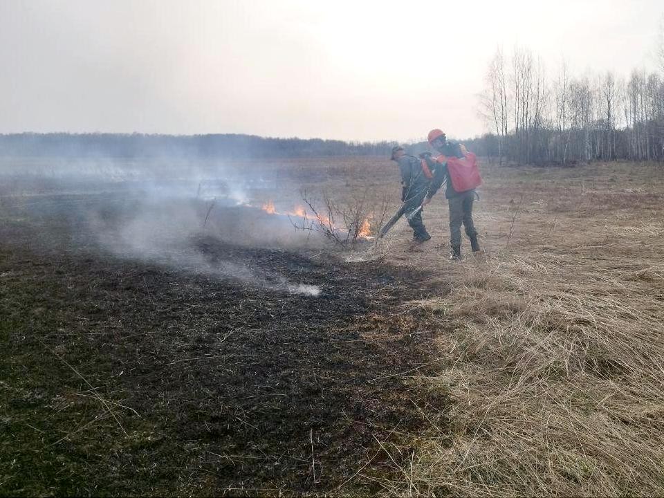 Лесная охрана в Луховицах предотвратила распространение огня с сухой травы на деревья