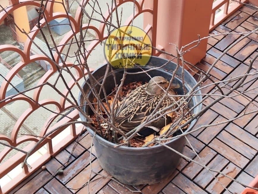 В ЖК «Город набережных» утка свила гнездо на одном из балконов ...