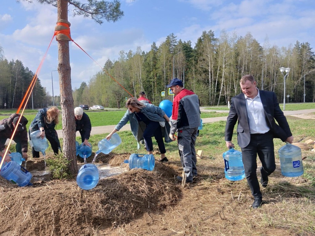 Обновленным символом Черноголовки станет молодая сосна | REGIONS.RU /  Черноголовка