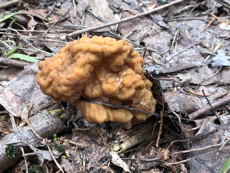 Сезон сморчков: первые весенние грибы нашли в Наро-Фоминске