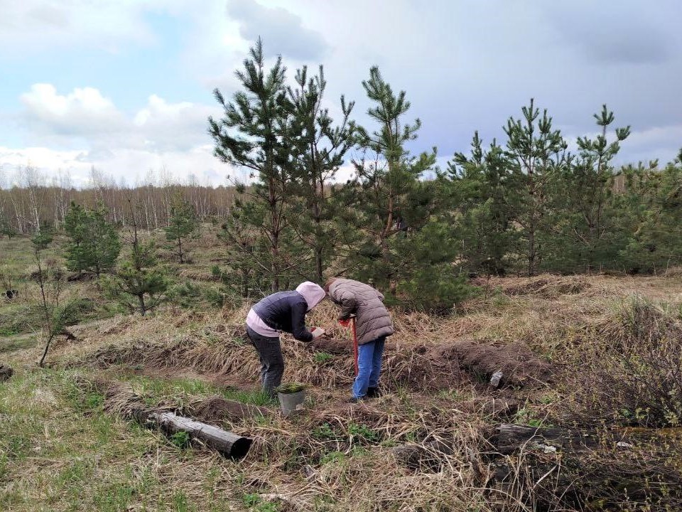 Волонтеры «заселяют» леса в Орехово-Зуево молодыми деревьями