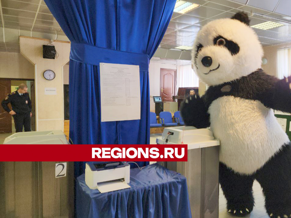 В Ступине проголосовала гигантская панда