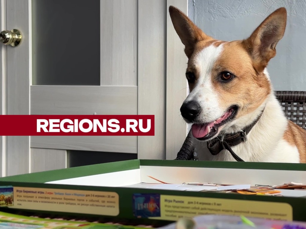 Хвостатый педагог и терапевт служит в семейном пространстве «У Кузи»