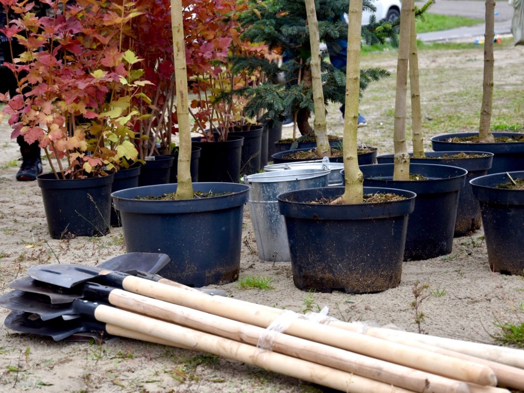 В школах Большой Шатуры высадят более 200 деревьев в «День добрых дел»