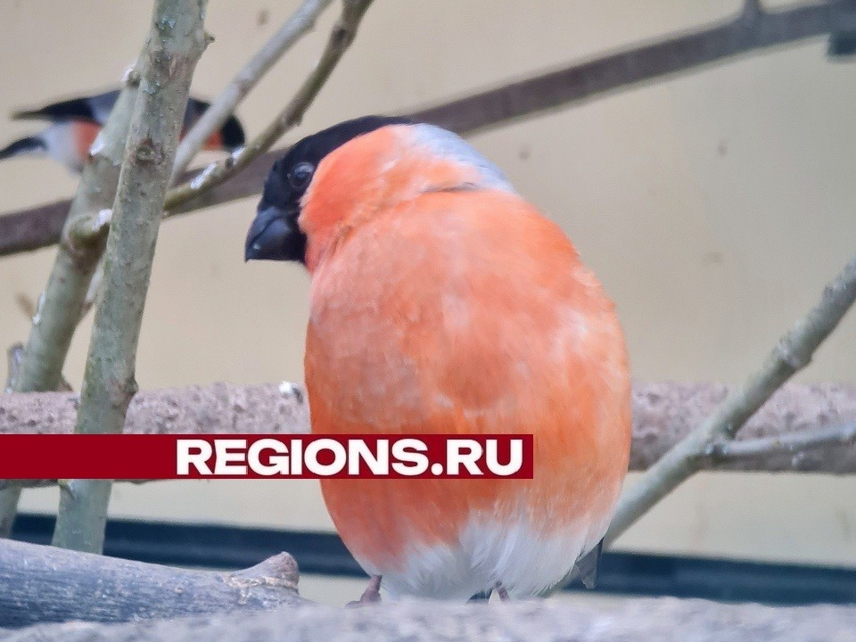 Команда парка имени Воробьева приглашает юных жителей города на праздник «Пернатые в парках»