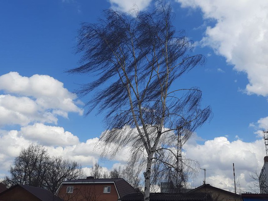 В Подольске на смену теплу приходят сильный ветер и похолодание