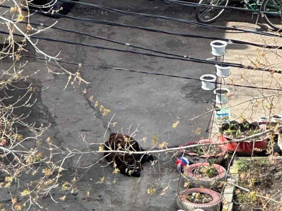 Эксперты не нашли нарушений при забое барана в центре Павловского Посада
