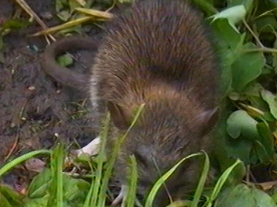 Для борьбы с крысами в Химках используют безопасные для людей и домашних животных средства