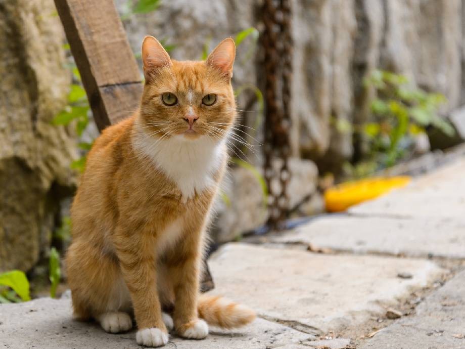 В Подмосковье мэйнкуна Лялю лечат от «кошачьей короны»