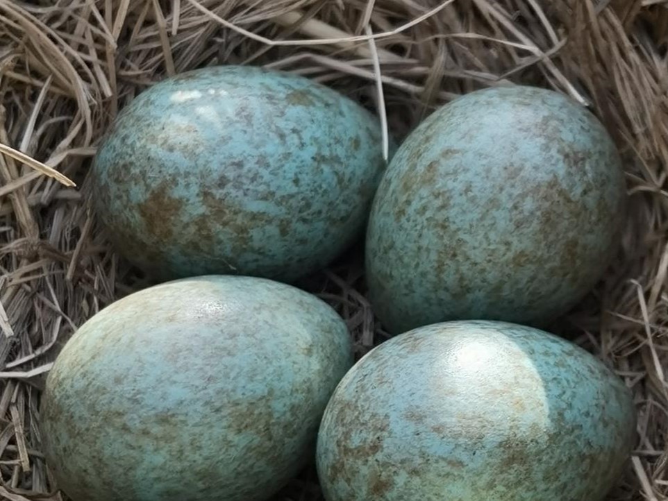 Подмосковные пернатые уже ждут появления птенцов