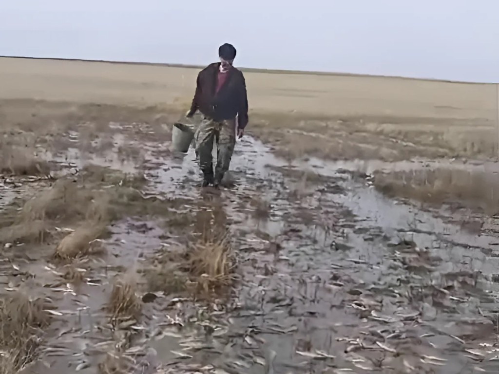 Рыбный урожай под Серпуховом: жители собирают улов на полях после разлива Оки