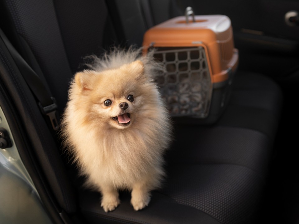 Только не в багажник: ветеринар напомнила жителям Подмосковья, чем опасна перевозка животных в автомобиле