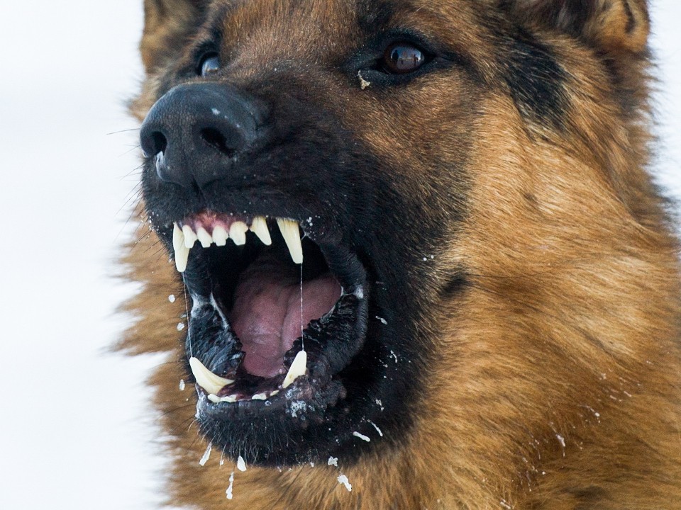 Грозит не только штраф: в Мособлдуме требуют наказать владельца собак-убийц из Барвихи