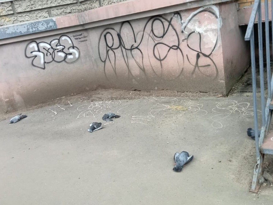 На улице Ленина в Лобне заметили мертвых голубей