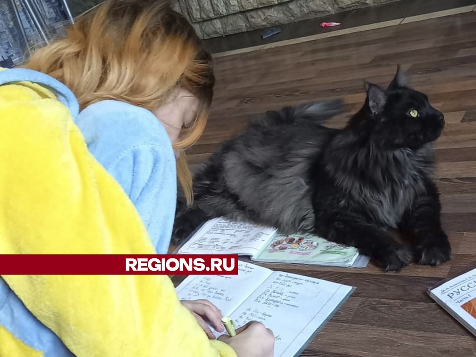 Кастрированного кота-гиганта украли для воспроизводства в Люберцах