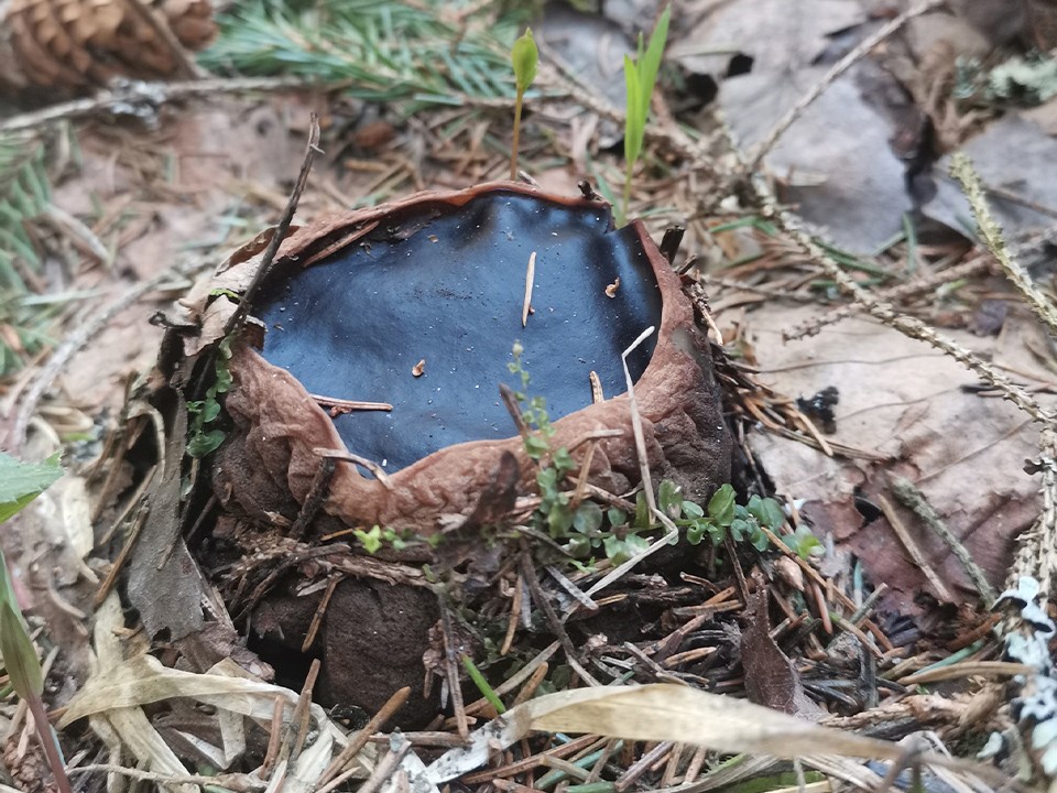 Омолаживающий гриб «ведьмин котелок» обнаружили в лесу Клина