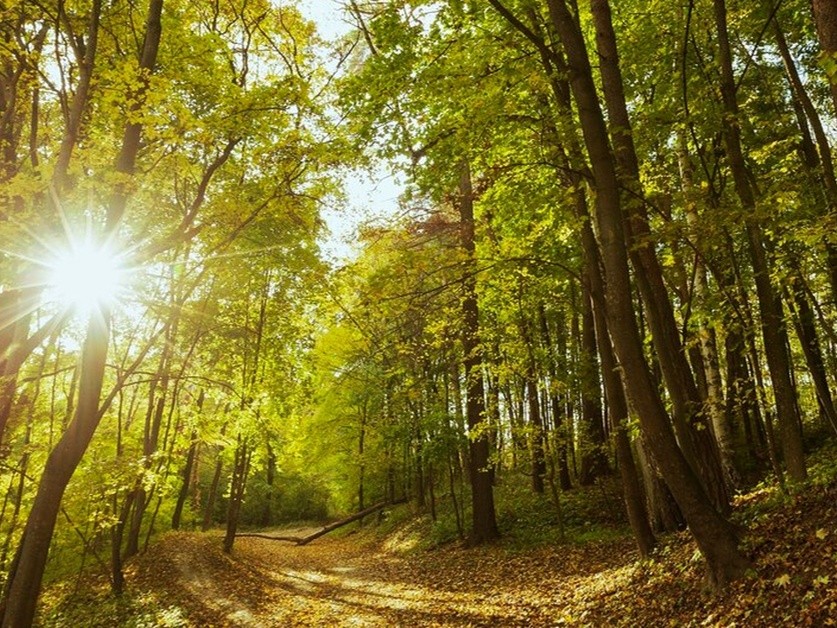 На границе с Московской областью заметили Йети: неизвестное существо ...