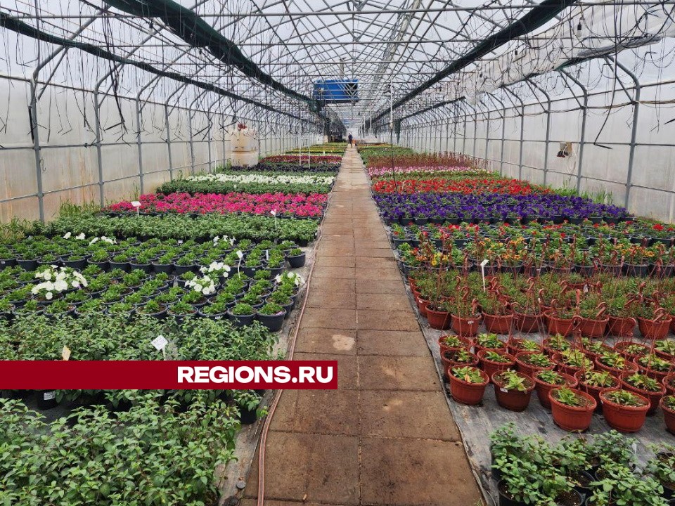 Сотни тысяч кустов овощной рассады и цветов вырастили в Чехове к дачному сезону
