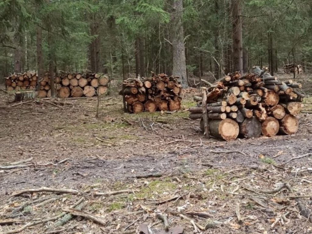 В Московской области убрали 1054 аварийных дерева с начала 2024 года