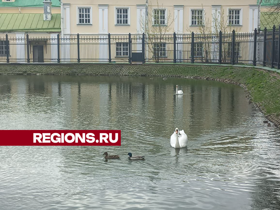 Кеша и Стеша вернулись на Белый пруд