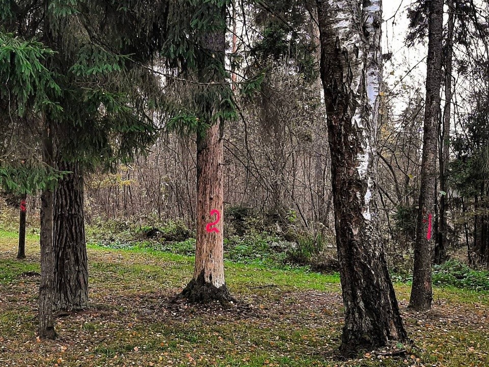 Лесничие позаботятся о здоровье леса рядом с селом Городец в Коломне
