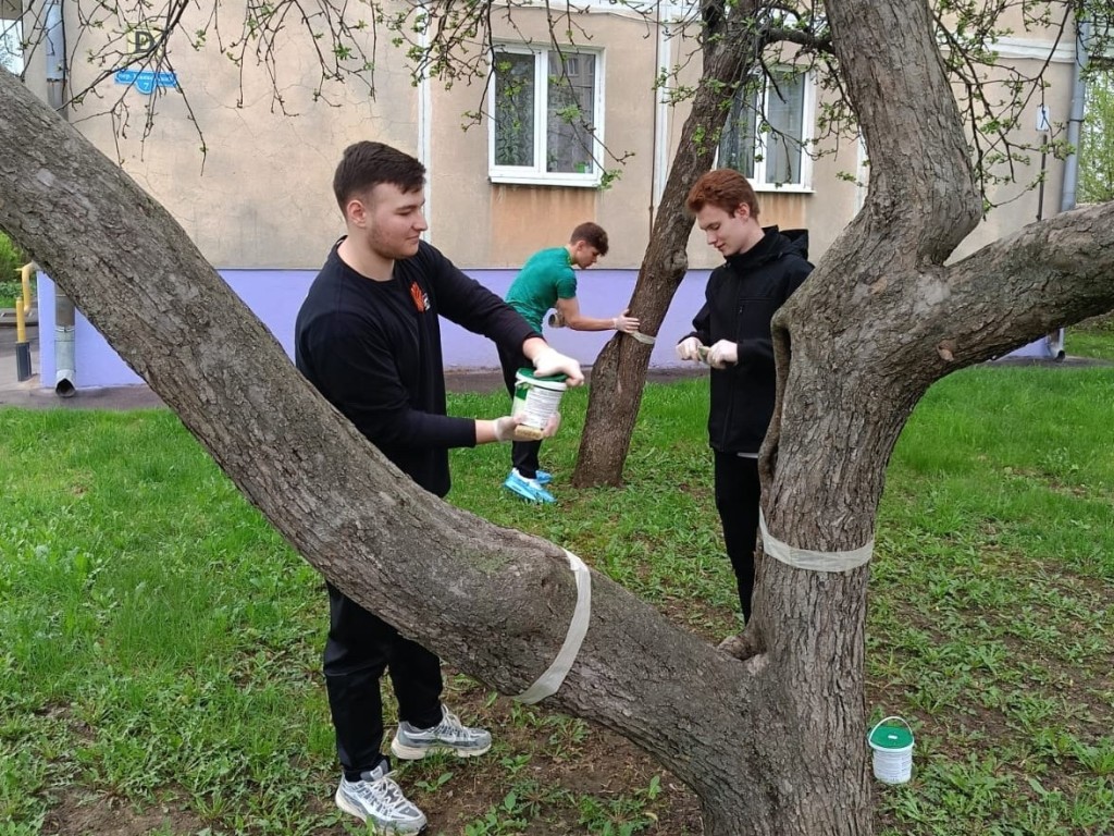 Вырастить дерево: бронницкие старшеклассники привели в порядок яблони