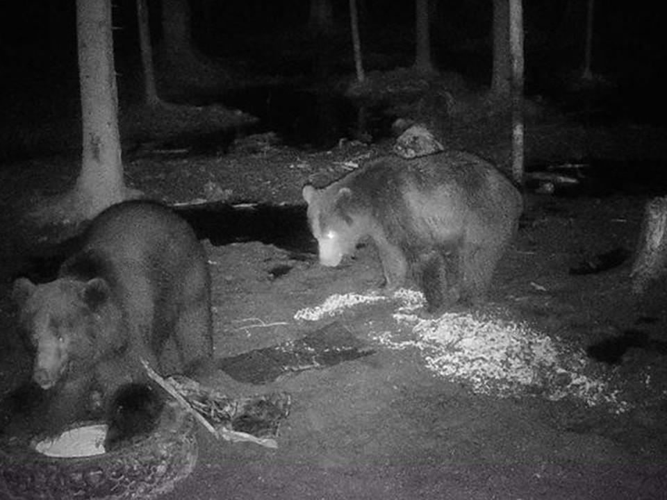 Двух бурых мишек засняли фотоловушки в лесах Лотошино
