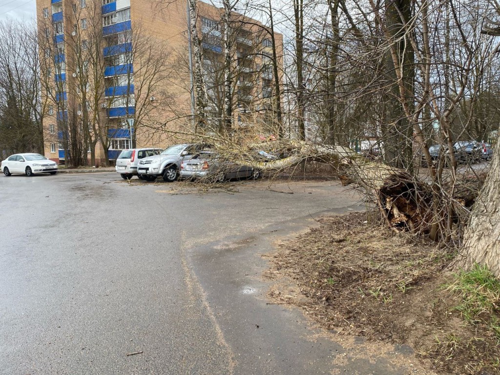 Дерево придавило машины на Рижском шоссе в Волоколамске | REGIONS.RU /  Волоколамск