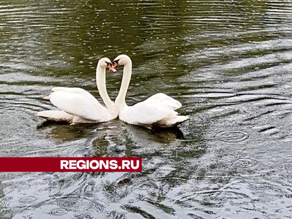 Две пары влюбленных лебедей вернулись в Майдановский парк