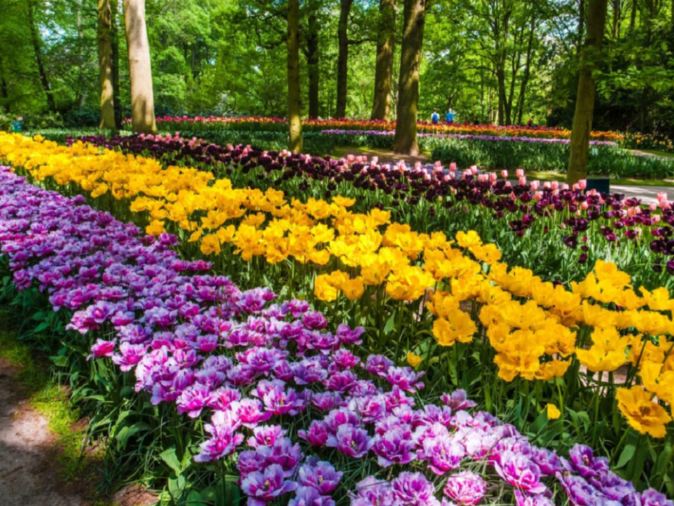 Около 90 тысяч цветов и 300 деревьев украсят улицы Раменского в этом году