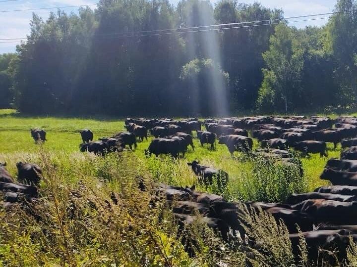 Корову Родину пушкинского сельхозпредприятия «Лесные Поляны» назвали одной из самых продуктивных в Подмосковье