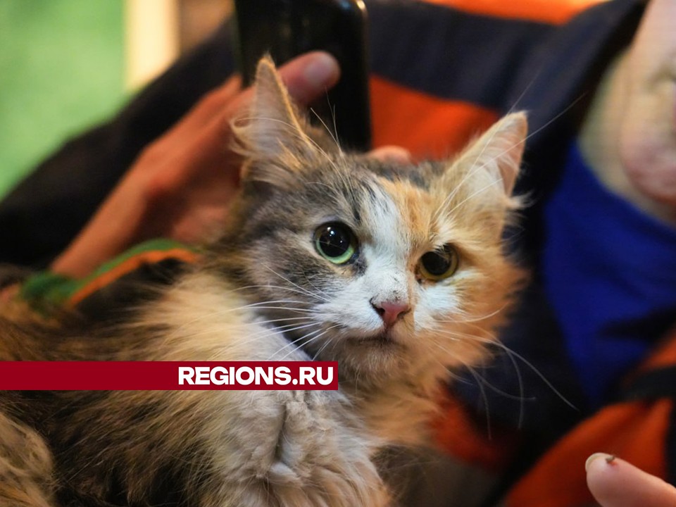 Бездомную кошку спасли из двухдневного заточения в вентшахте и нашли ей новую хозяйку