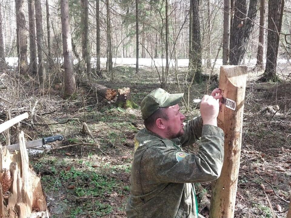 В Борисовском участковом лесничестве Подмосковья начались работы по отводу лесосек