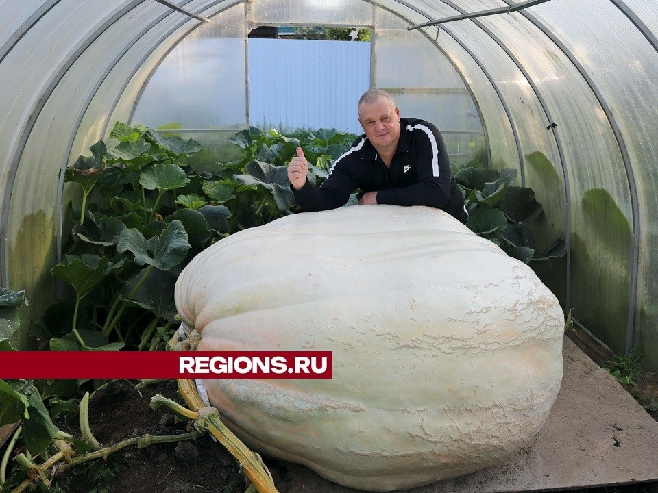 Фермер из Луховиц рассказал как выращивать рекордно-огромные тыквы
