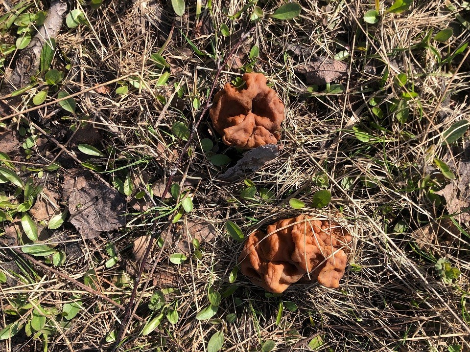 Сморчки просыпаются: первые весенние грибы найдены в Раменском