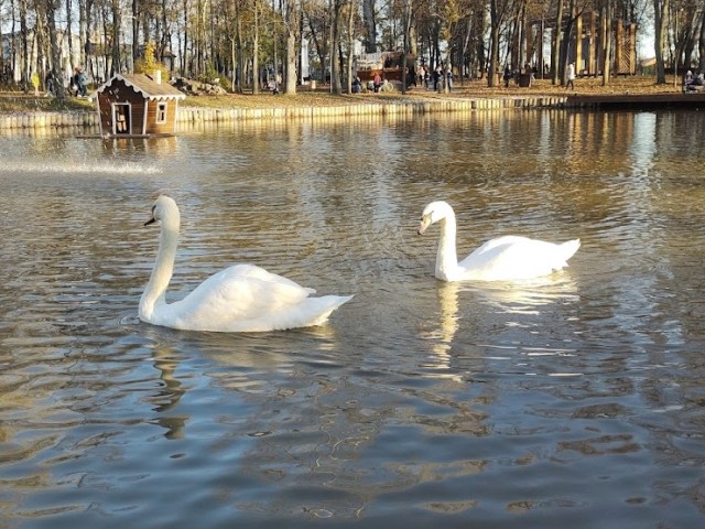 Лебеди Степа и Стеша вернулись в парк имени Олега Степанова после зимы