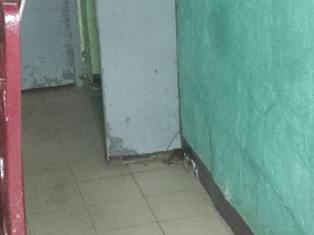 В одном из многоквартирных домов Пущино жильцы заметили очередную упитанную крысу